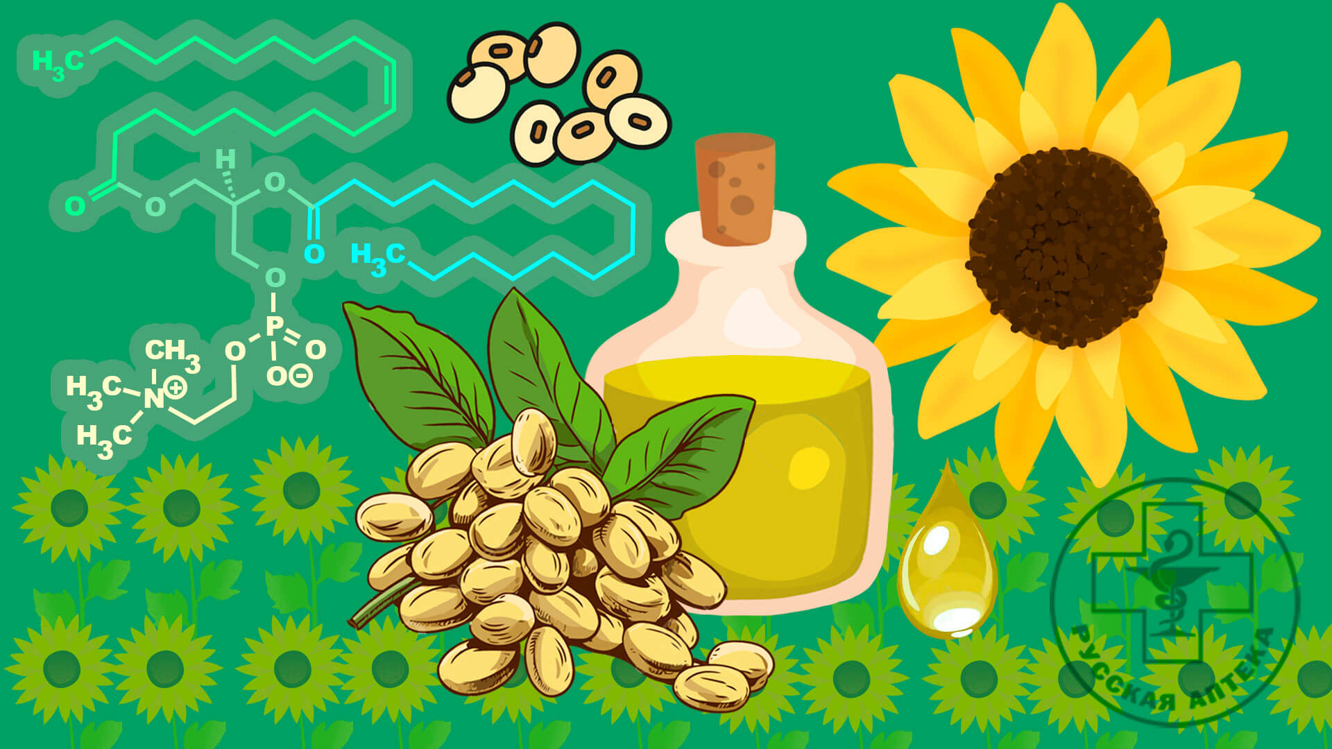 ЗАЧЕМ НАМ НУЖЕН ЛЕЦИТИН? 